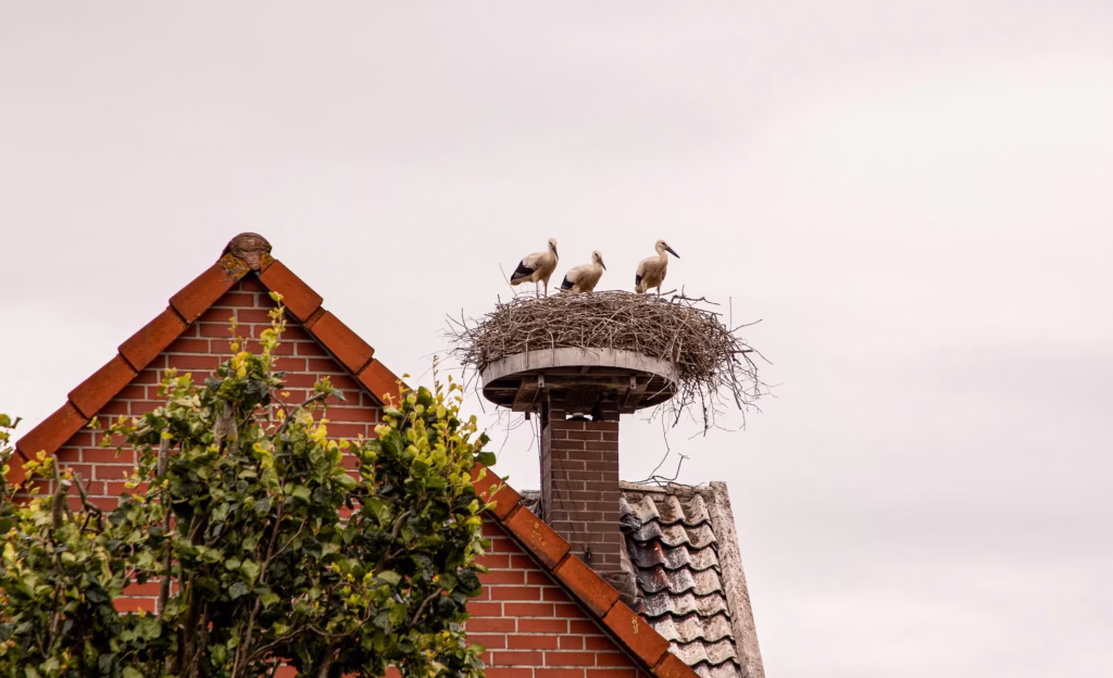 Bird Nest on Chimney inspected by Mike's Chimney Sweeping